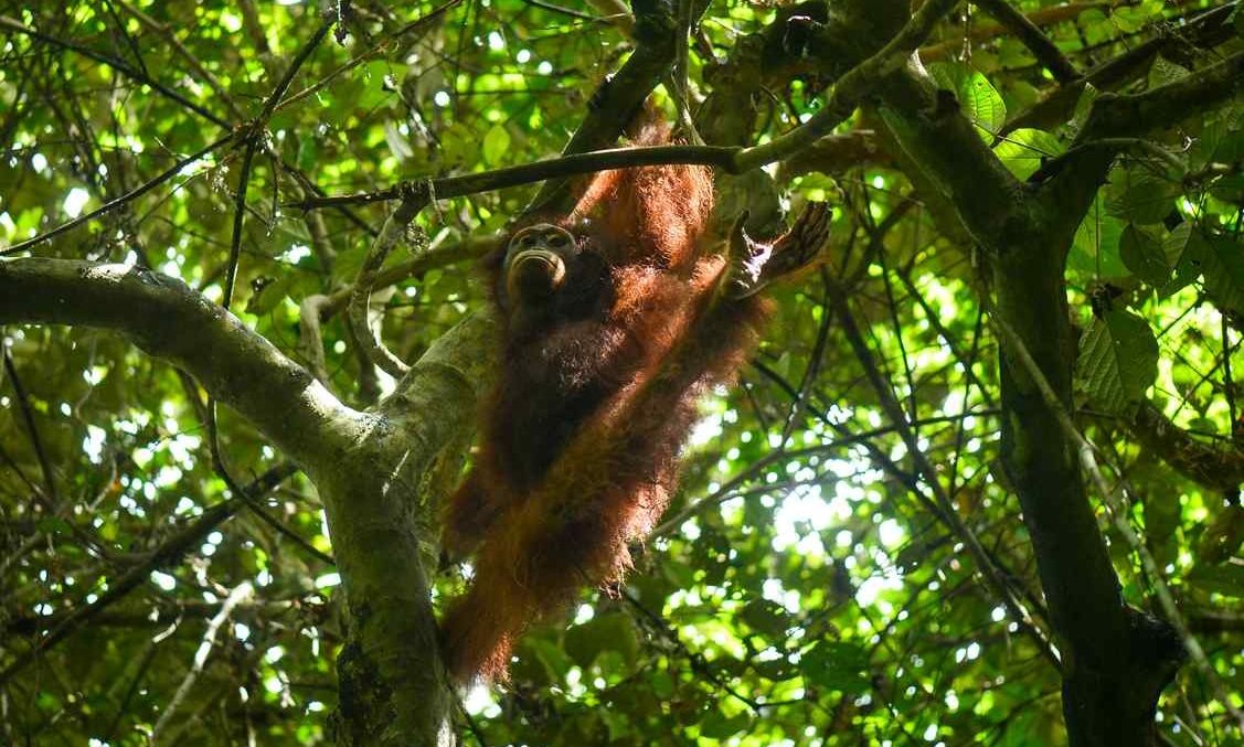 Από την αιχμαλωσία στην ελευθερία: Η συγκινητική επιστροφή ενός ουρακοτάγκου στη ζούγκλα του Βόρνεο