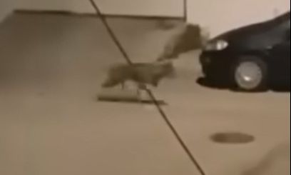 Χαϊδάρι: Λύκος εντοπίστηκε να περιπλανιέται σε δρόμο – Οδηγίες του Δήμου προς τους πολίτες