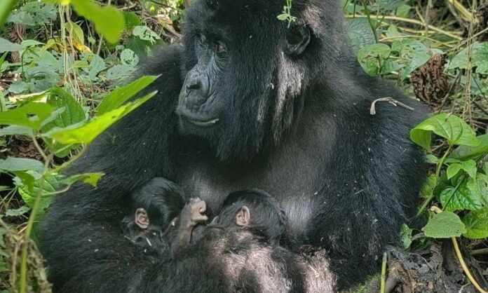 Κονγκό: Μήνυμα ελπίδας από τη ζούγκλα – Σπάνια γέννηση διδύμων για τους ορεινούς γορίλες
