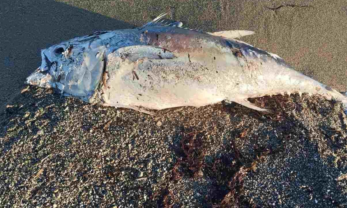Τεράστιο ψάρι ξεβράστηκε στην παραλία της Αμμουδάρας – Φωτογραφίες