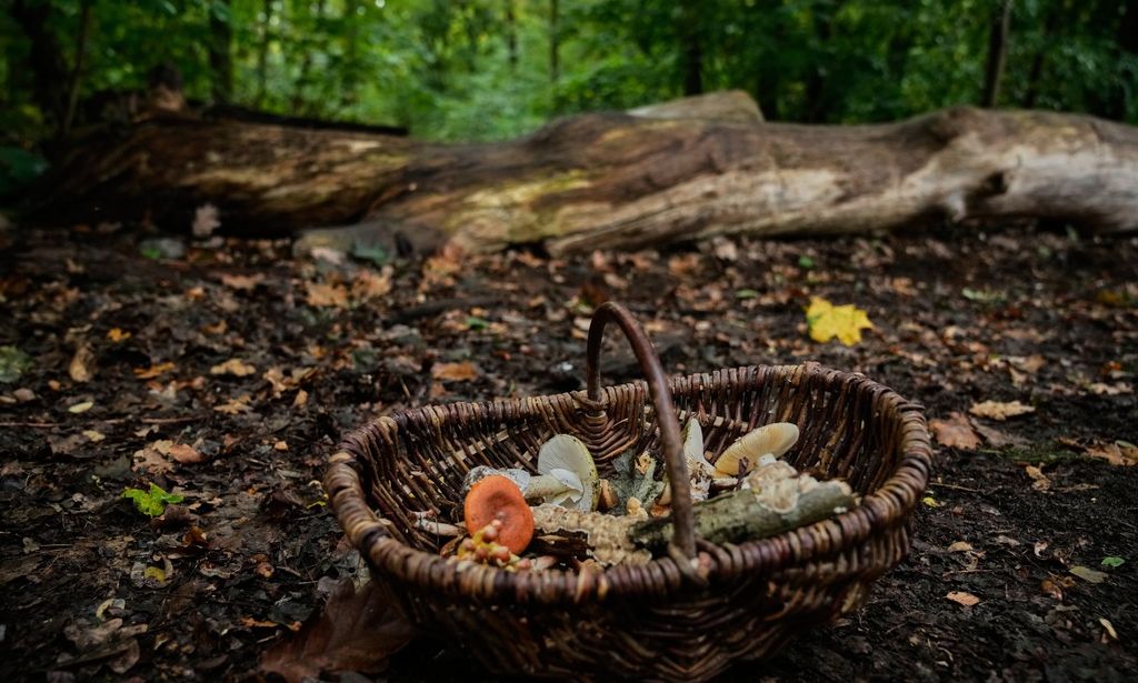 Καλιφόρνια: Τρεις θάνατοι και 30 δηλητηριάσεις από μανιτάρια «θανάτου»