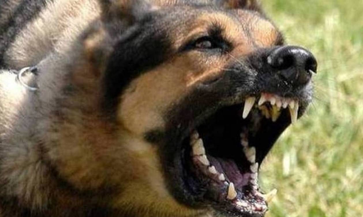 Τρόμος για ζευγάρι στη Λάρισα που δέχθηκε επίθεση από σκυλιά