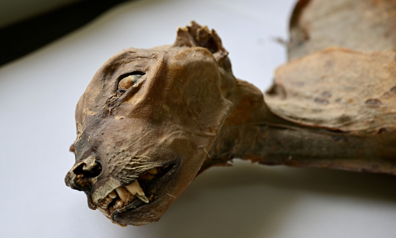 Επιστήμονες ανακάλυψαν μουμιοποιημένες σορούς τσίτα σε σπηλιές στην Σαουδική Αραβία