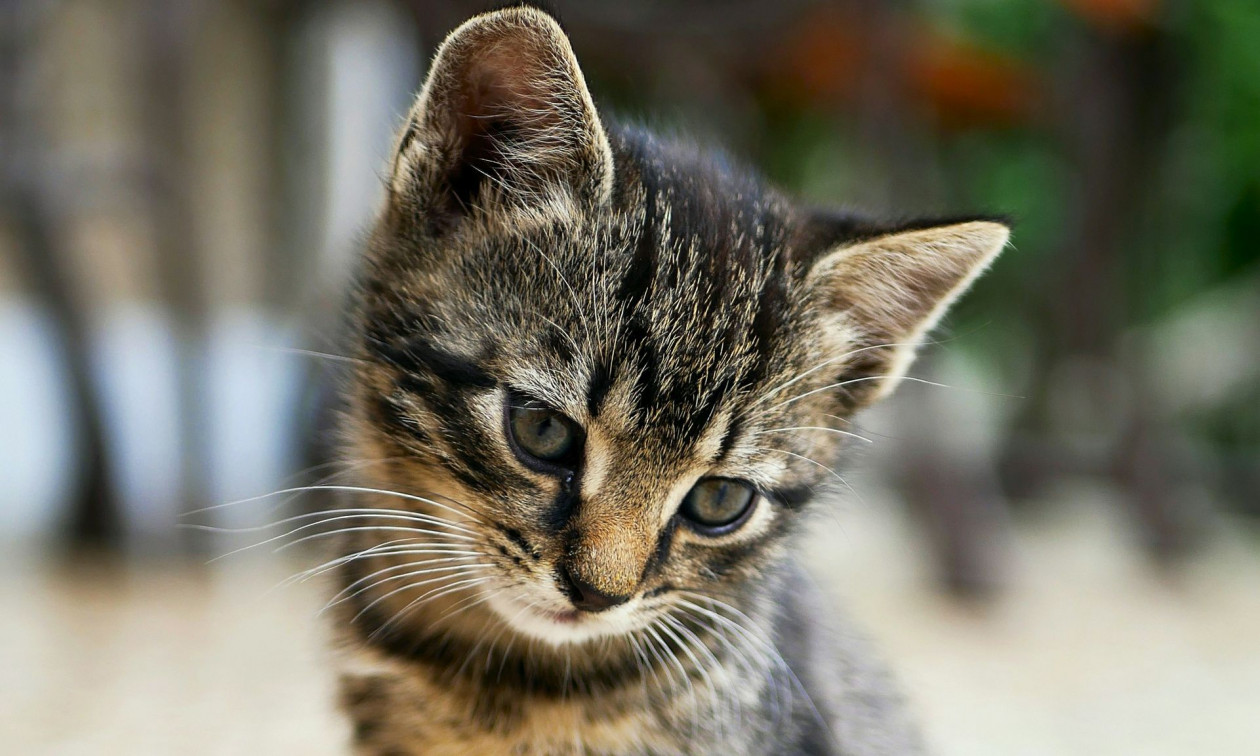 Βόλος: Πέταξε γλάστρα και σκότωσε αδέσποτο γατάκι – Στο εδώλιο μετά την καταγγελία