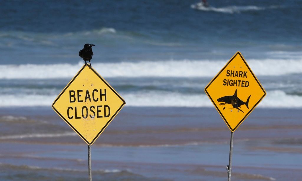 Αυστραλία: Τρεις επιθέσεις καρχαριών στο Σίδνεϊ σε 2 ημέρες με δύο τραυματίες