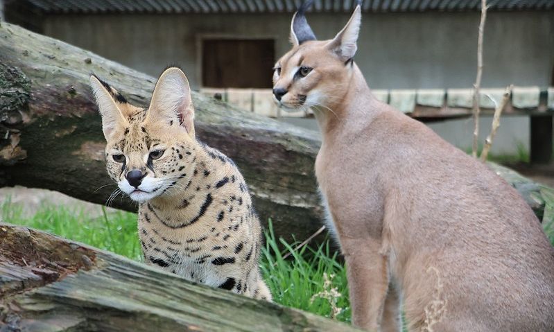 Γαλλία: Σπάνια αιλουροειδή κατασχέθηκαν από τις τελωνειακές αρχές – Φωτογραφίες