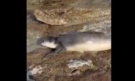 Σύρος: Σπάνια εμφάνιση νεαρής φώκιας – Κοιμόταν στα βράχια