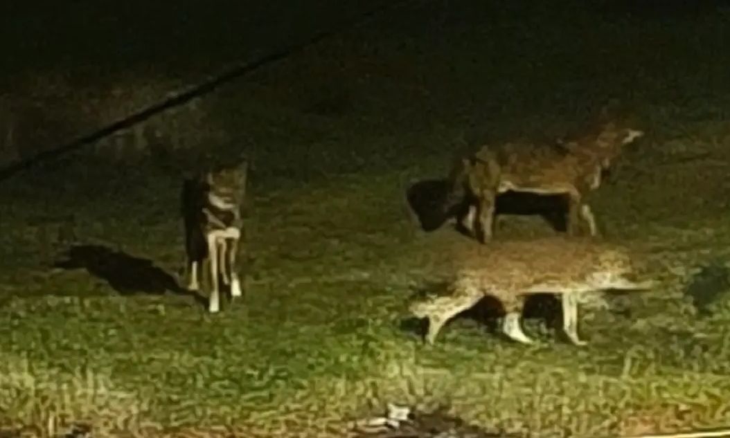 Λύκοι στο Πανόραμα Θεσσαλονίκης – Αρκούδα κάνει βόλτες σε χωριό της Κοζάνης