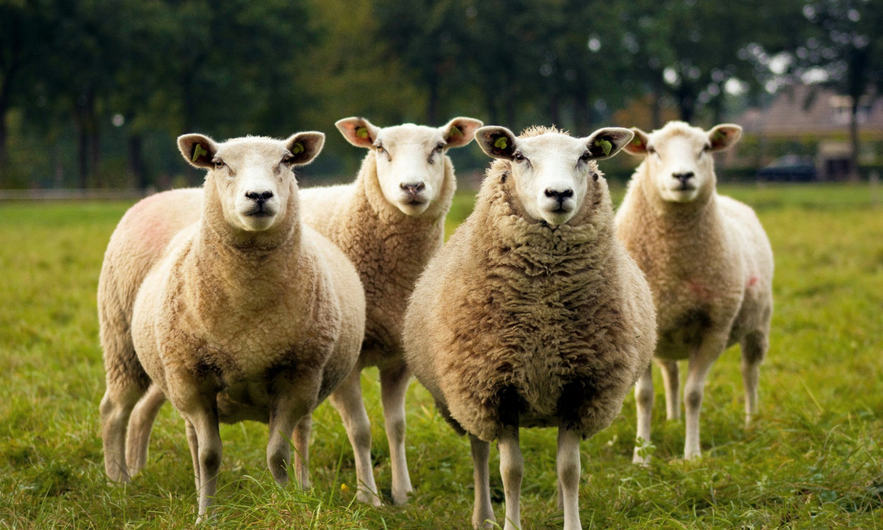 Ευλογιά αιγοπροβάτων: Περιοριστικά μέτρα και αποζημιώσεις αντί για μαζικό εμβολιασμό