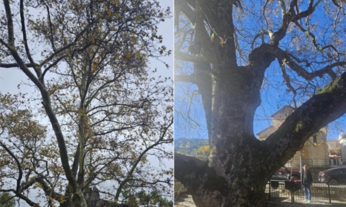 Χωριό της Λάρισας «φιλοξενεί» πλάτανο 850 ετών – Κηρύχθηκε διατηρητέο Μνημείο της Φύσης