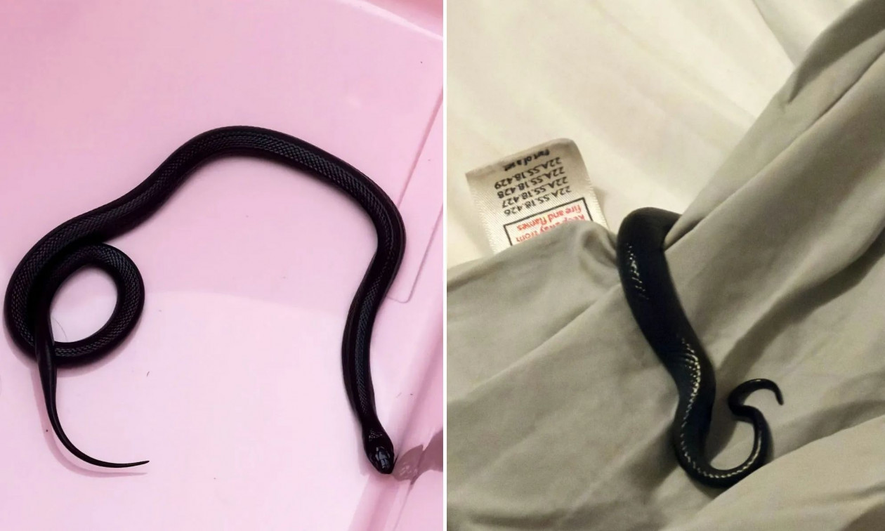 Ο χερότερος εφιάλτης: Μαύρο βασιλικό φίδι κρυβόταν κάτω από το μαξιλάρι της, αλλά δεν ξέρει από πότε