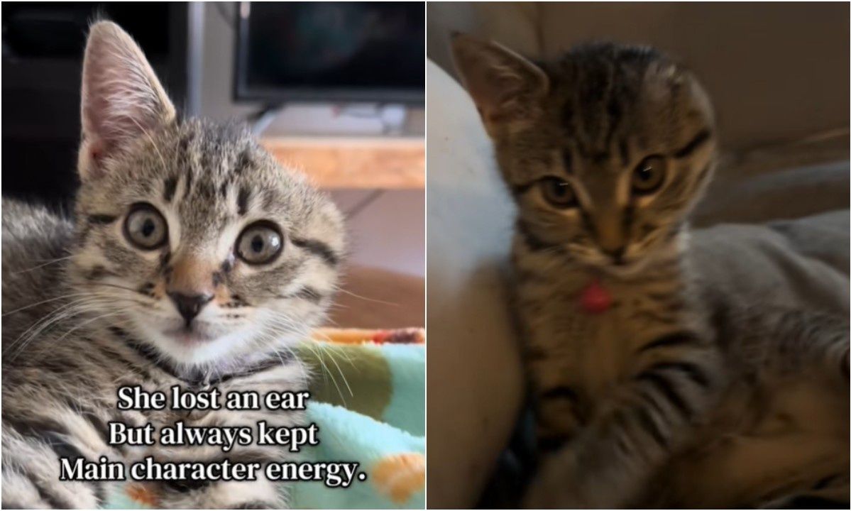 Η ιστορία της Βίνι: Το γλυκό γατάκι με το ένα αυτί που έχει «λιώσει» το διαδίκτυο – Δείτε βίντεο