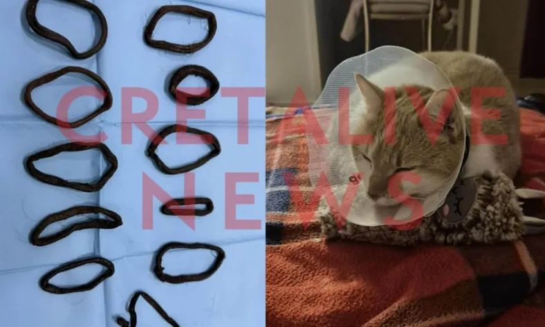 Ηράκλειο: 11 λαστιχάκια μαλλιών βρέθηκαν στο στομάχι γάτας – Υποβλήθηκε σε χειρουργική επέμβαση