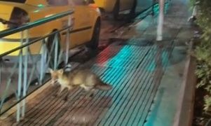 Αλεπού έκανε νυχτερινές περιπλανήσεις στο… Κολωνάκι – Δείτε βίντεο