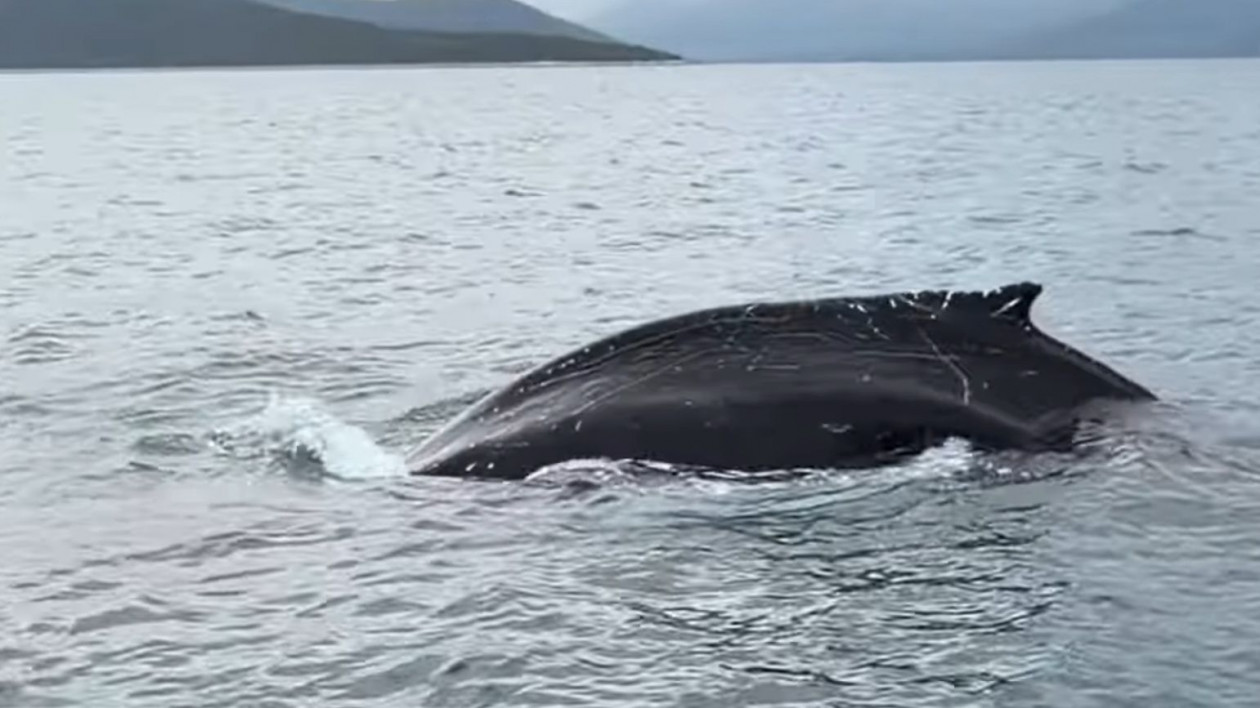 Σπάνια καταγραφή φάλαινας στον Παγασητικό Κόλπο – Κολυμπούσε σε απόσταση αναπνοής