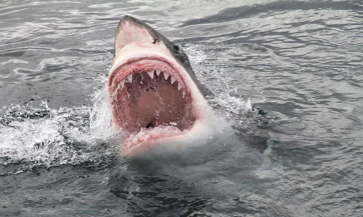 Explainer: Γιατί οι καρχαρίες στην Αυστραλία είναι επιθετικοί – Ο ρόλος των… λυμάτων
