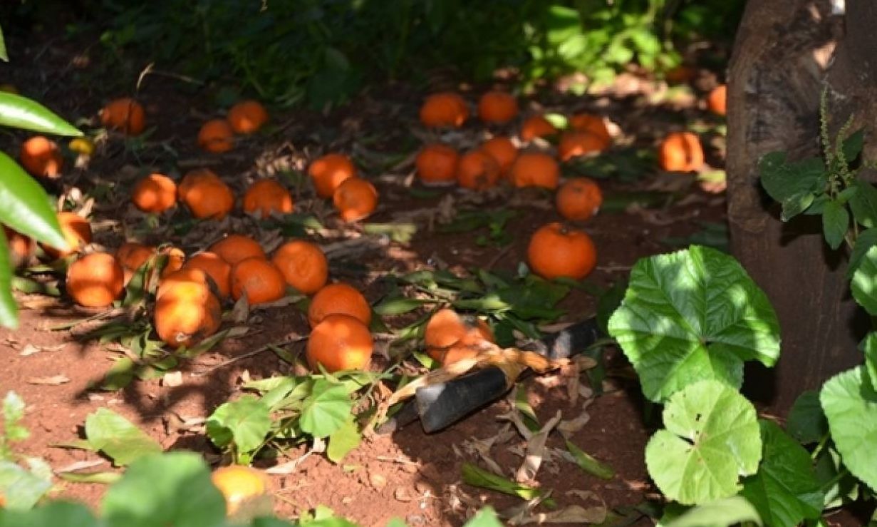 Κρέστενα: 74χρονη πήγε να μαζέψει μανταρίνια, έπεσε και σκοτώθηκε