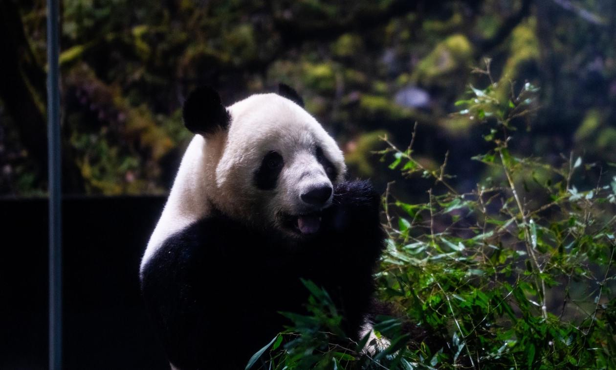 Η Ιαπωνία αποχαιρετά τα τελευταία της πάντα – Επιστρέφουν στην Κίνα εν μέσω τεταμένων σχέσεων