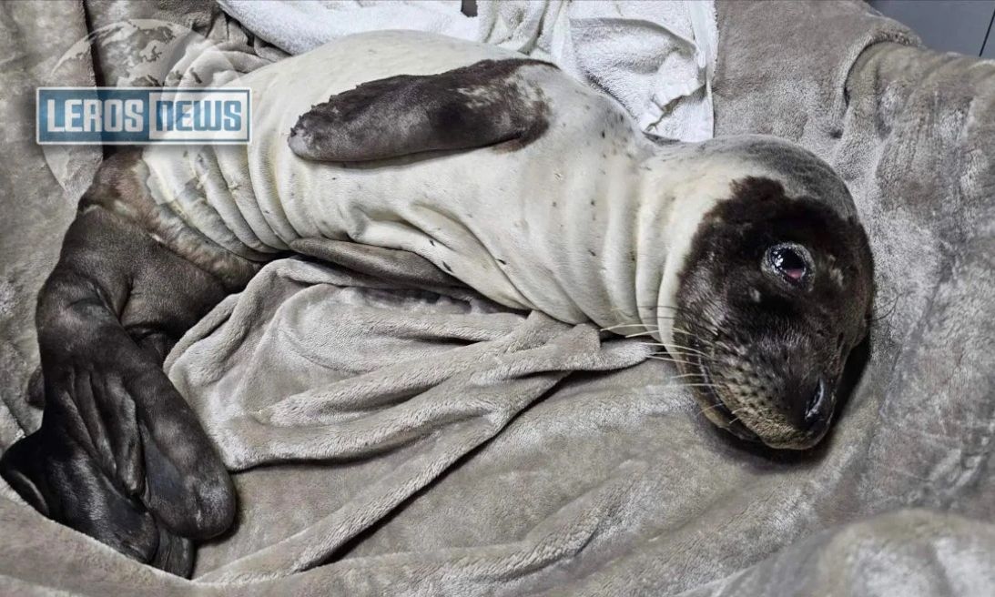 Λέρος: Δραματική διάσωση ετοιμοθάνατης φώκιας 30 ημερών – Βίντεο