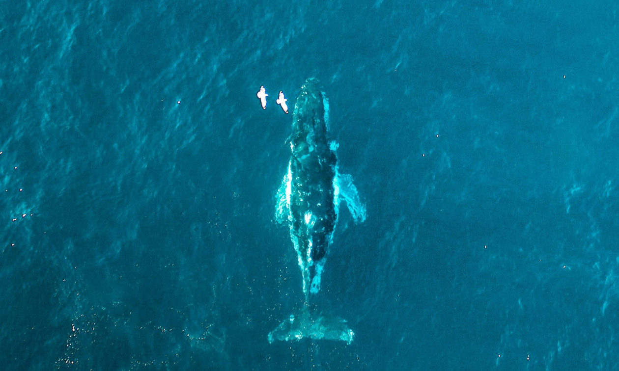 Έρευνα αποδεικνύει τη φαλαινοθηρία πριν από 5.000 χρόνια – Άνοιξαν σκονισμένα κουτιά στα μουσεία