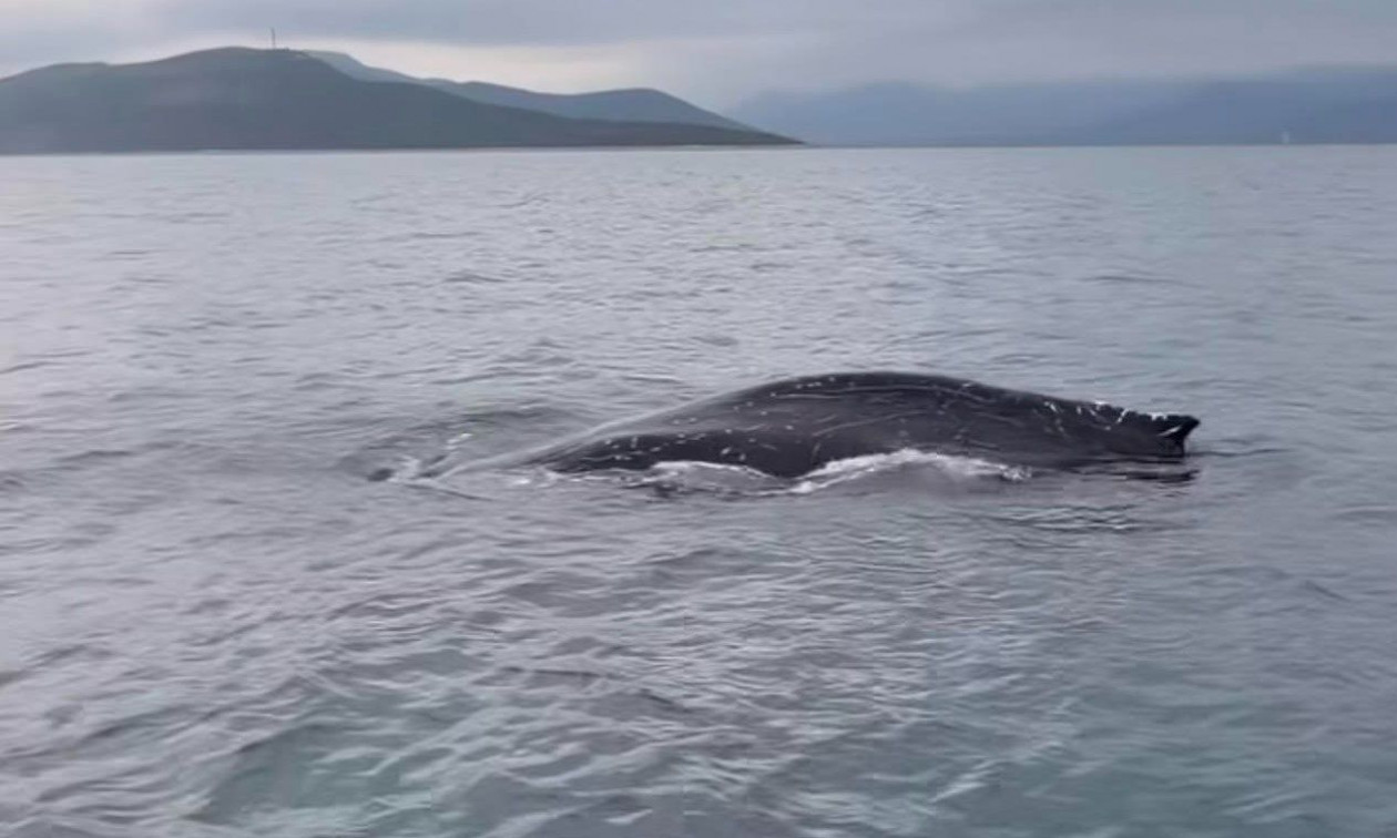 Φάλαινα στον Παγασητικό: Πιθανώς τραυματισμένη και σε κίνδυνο, λέει το λιμεναρχείο Βόλου