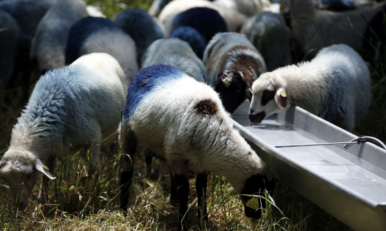 Νωρίτερα φέτος οι αιτήσεις αναγνώρισης ανωτέρας βίας για τις αποζημιώσεις κτηνοτρόφων