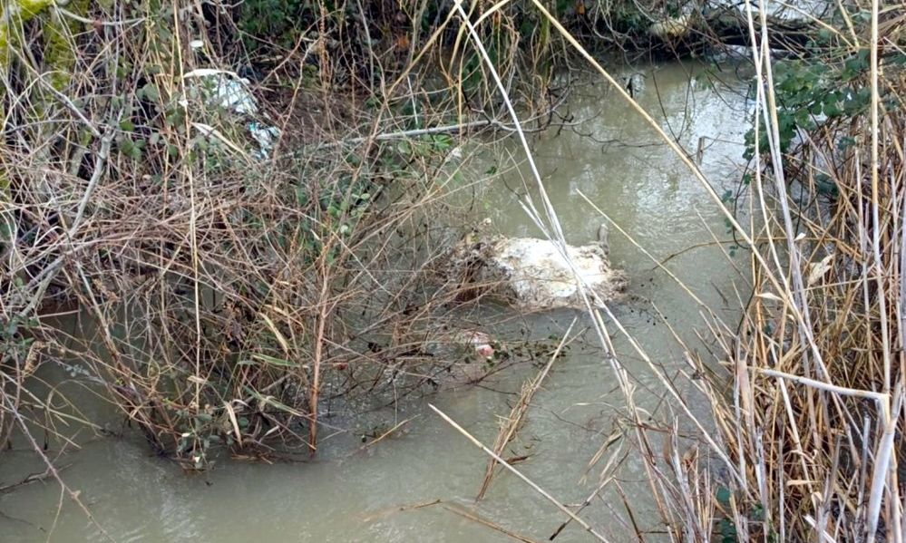 Βόνιτσα: Νεκρά πρόβατα εντοπίστηκαν στον Αμβρακικό κόλπο – Δεύτερη περίπτωση σε μία ημέρα