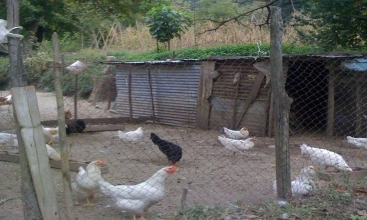 Ρόδος: Πρόστιμο 700.000 ευρώ για τη θανάτωση 14 ορνιθών φέρνει ανακοπή και προσφυγή