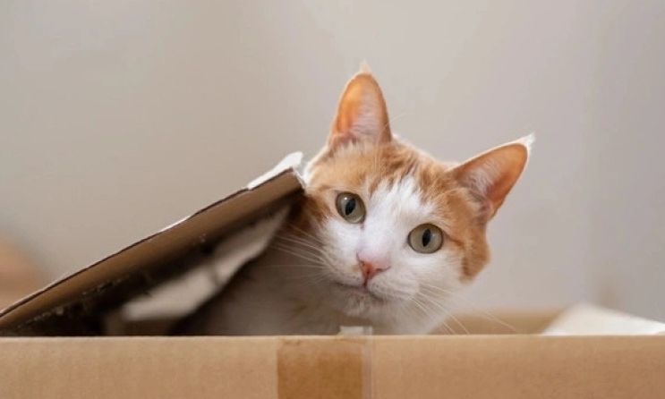 Ζευγάρι Γάλλων έχασε τον γάτο του στην Ισπανία: Επέστρεψε μετά από 5 μήνες