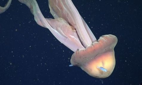 Ερευνητές κατέγραψαν γιγαντιαία μέδουσα «φάντασμα» στα ανοιχτά της Αργεντινής