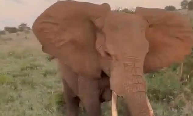 Σαφάρι τρόμου: Ελέφαντας εμβολίζει βαν με τουρίστες, σκηνές πανικού και ουρλιαχτά