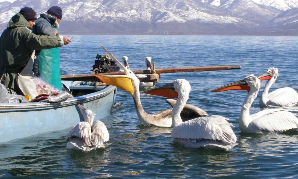 Μετά από χρόνια λειψυδρίας, η Πρέσπα ανεβαίνει 1 μέτρο: «Χρειάζεται ακόμη περισσότερο για τα ψάρια»