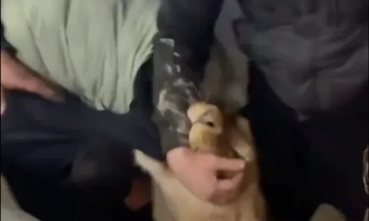 Παίζει με την τύχη του: Η στιγμή που λιοντάρι «κατοικίδιο» δαγκώνει άνδρα που άπλωσε το χέρι του