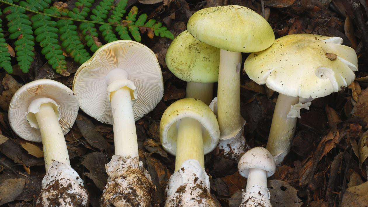 Καλιφόρνια: Τέσσερις νεκροί από τοξικά μανιτάρια «θανατίτες»