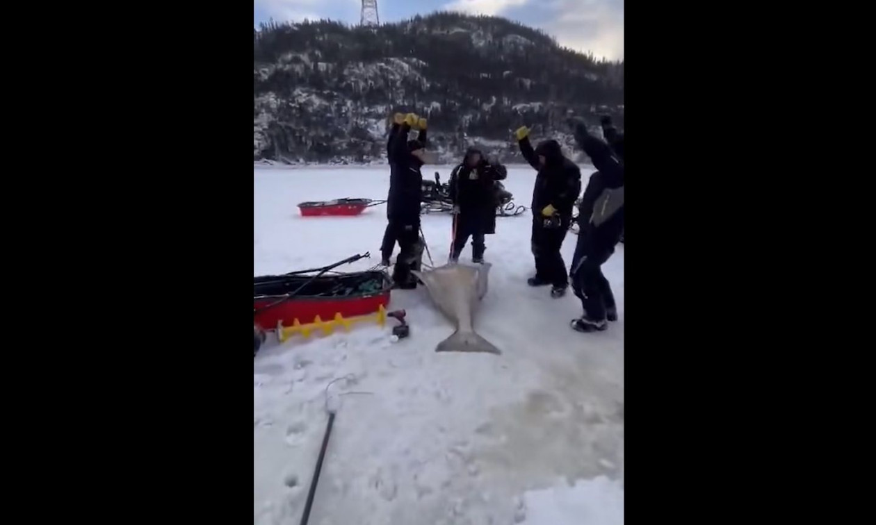 Καναδάς: Άνδρες έπιασαν τεράστιο ψάρι βάρους 110 κιλών, καταρρίπτοντας τοπικό ρεκόρ