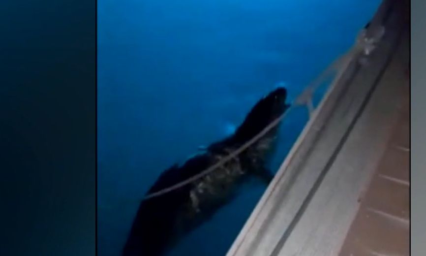 Φώκια εθεάθη στο στο λιμάνι του Παραλίου Άστρους