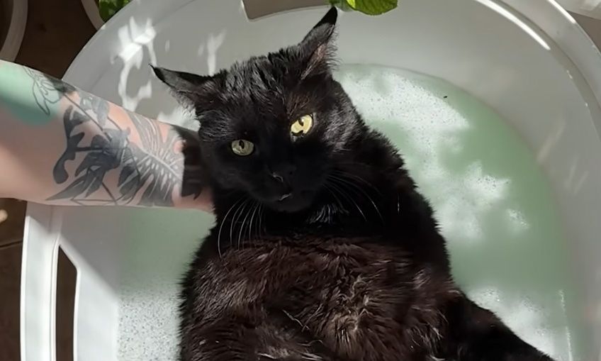 Αυτή η γατούλα κοιμάται στο νερό και «λιώνει» το διαδίκτυο – Η συγκινητική ιστορία του Έντι