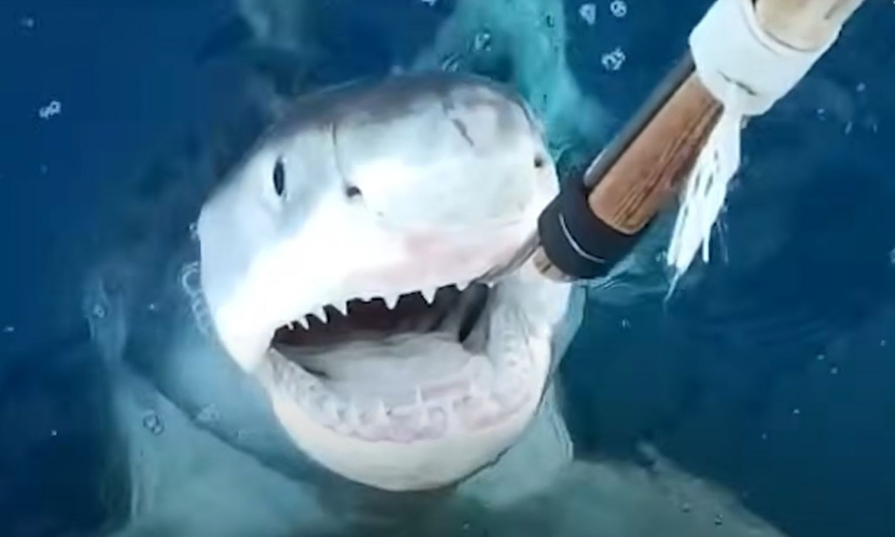 Λευκός καρχαρίας στη Μεσόγειο: Επιβεβαιώνουν οι Ισπανοί – Βίντεο