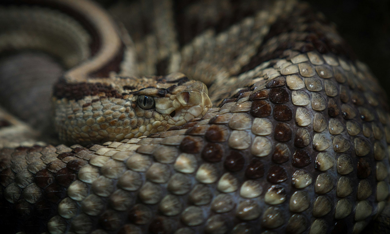 Πώς μια οχιά επιτίθεται πιο γρήγορα από ότι μπορεί να αντιδράσει ένας άνθρωπος
