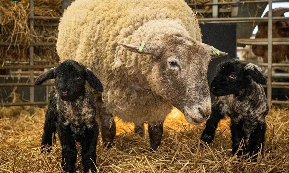 Η Φιόνα, το «πιο μοναχικό πρόβατο της Βρετανίας» έγινε μητέρα για πρώτη φορά σε δίδυμα
