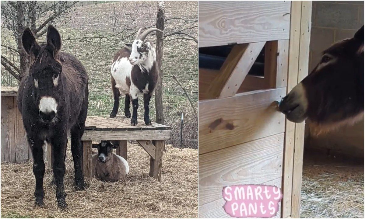 Αυτό το τυφλό γαϊδουράκι «ξεγελά» κάθε κλειδαριά στάβλου για να δει τον… κολλητό του – Βίντεο