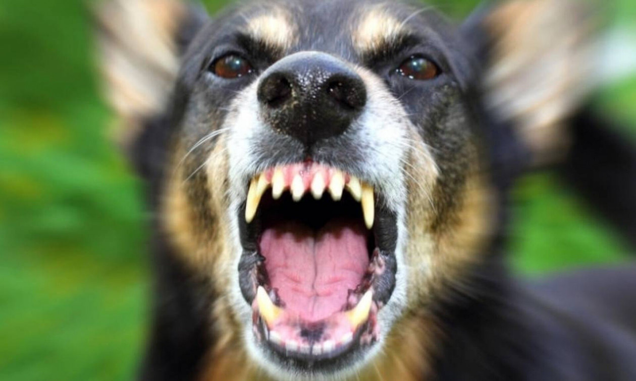 Βόλος: Επίθεση αδέσποτου σκύλου σε μαθητή Λυκείου – Στο χειρουργείο ο ανήλικος