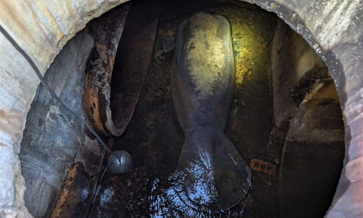 Φλόριντα: Διασώθηκε μανάτος που είχε κολλήσει σε αποχετευτικό αγωγό – Αναρρώνει σε θαλάσσιο πάρκο