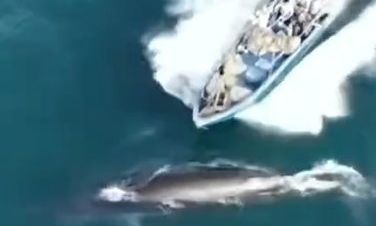 Η στιγμή που κινεζικό αλιευτικό χτυπά φάλαινα – Πλάνα από drone