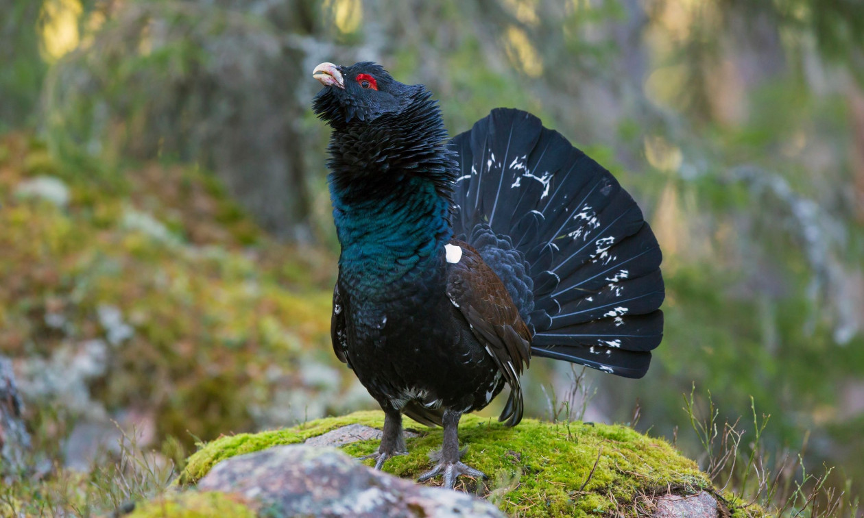 «Είμαστε αισιόδοξοι»: Ανακάμπτει ο πληθυσμός ενός από τα πιο απειλούμενα πτηνά της Βρετανίας