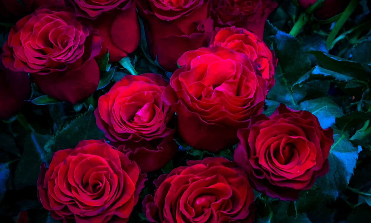 Το «τοξικό» μυστικό των λουλουδιών του Αγίου Βαλεντίνου: Υψηλά επίπεδα παρασιτοκτόνων