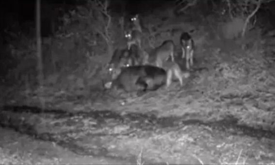 Ιωάννινα: Αγέλη λύκων «πολιορκεί» οικισμό στο Ζαγόρι – Έρχονται δίπλα σε σπίτια