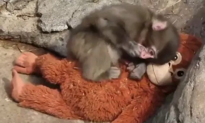 Ραγίζει καρδιές το μωρό μαϊμουδάκι – Το εγκατέλειψε η μητέρα του και έχει συντροφιά ένα λούτρινο