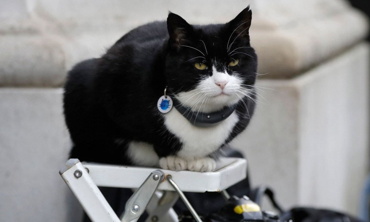 Πάλμερστον ο γάτος: Πέθανε ο πρώην «Αρχικυνηγός Ποντικών» του υπουργείου Εξωτερικών της Βρετανίας