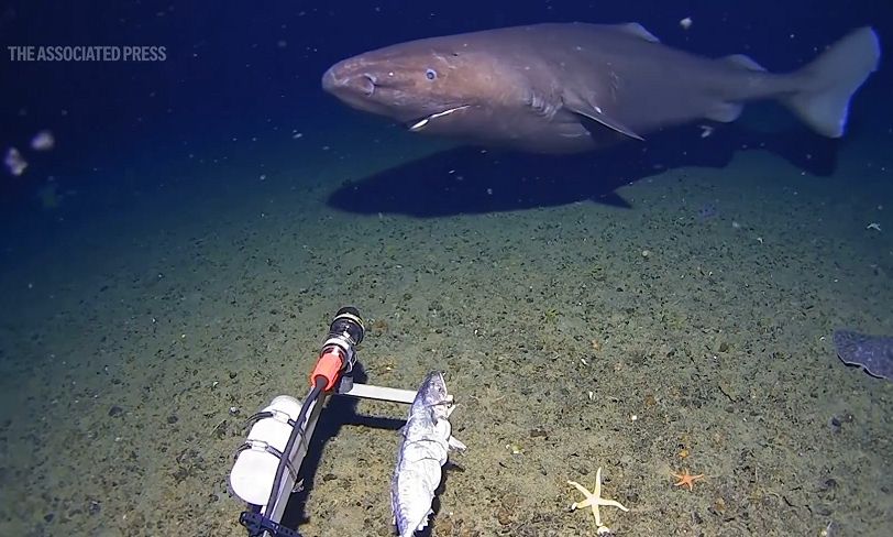 Καταγράφηκε για πρώτη φορά καρχαρίας στα παγωμένα νερά της Ανταρκτικής